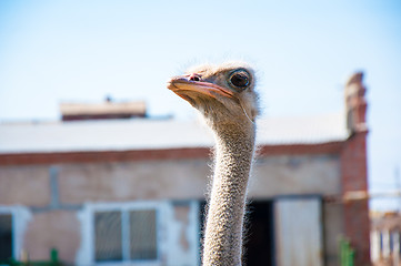 Image showing Black African ostrich