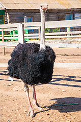 Image showing Black African ostrich