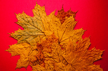 Image showing Autumn leaf 