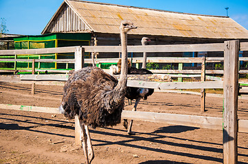 Image showing Black African ostrich