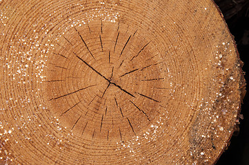 Image showing The texture of the wood slice cruba