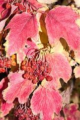 Image showing Autumn leaf.