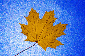 Image showing Autumn leaf 