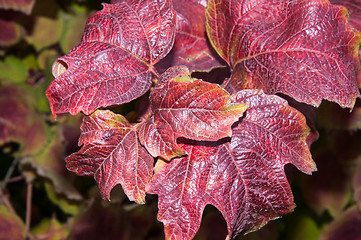 Image showing Autumn leaf.