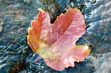 Image showing Autumn leaves in water