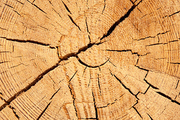 Image showing The texture of the wood slice cruba