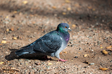 Image showing Rock pigeon 