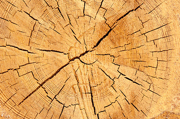 Image showing The texture of the wood slice cruba