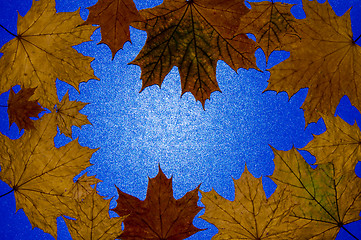 Image showing Autumn leaf 