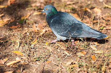 Image showing Rock pigeon 