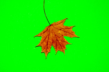 Image showing Autumn leaf 