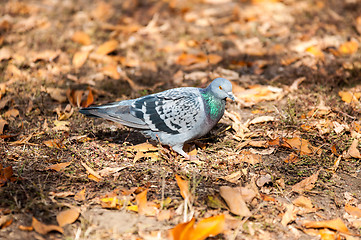 Image showing Rock pigeon 