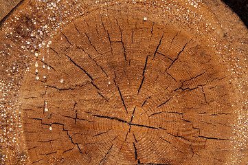 Image showing The texture of the wood slice cruba