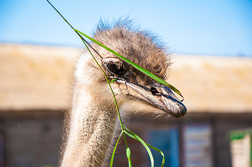 Image showing Black African ostrich