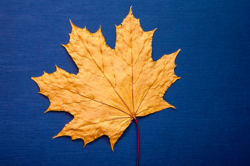 Image showing Autumn leaf 