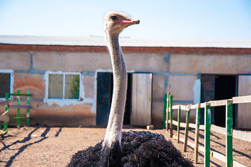 Image showing Black African ostrich