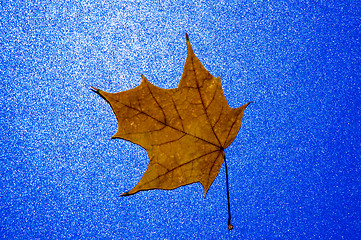 Image showing Autumn leaf 