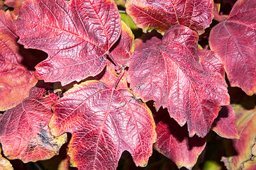 Image showing Autumn leaf.