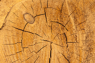 Image showing The texture of the wood slice cruba