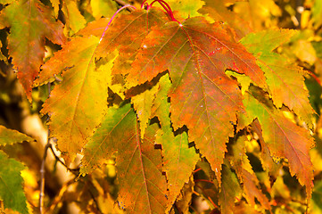 Image showing Autumn leaf.