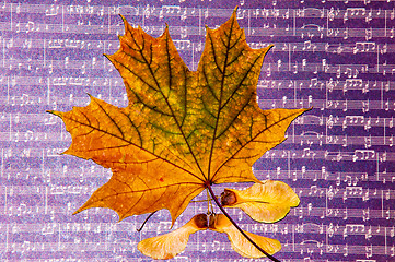 Image showing Autumn leaf 