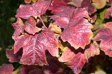 Image showing Autumn leaf.