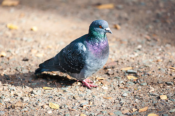 Image showing Rock pigeon 