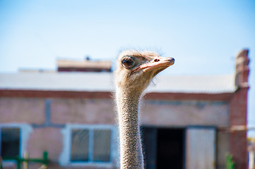 Image showing Black African ostrich