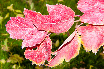 Image showing Autumn leaf.