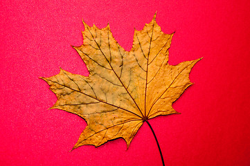 Image showing Autumn leaf 