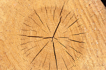 Image showing The texture of the wood slice cruba