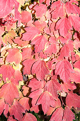 Image showing Autumn leaf.