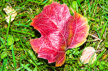 Image showing Autumn leaf.