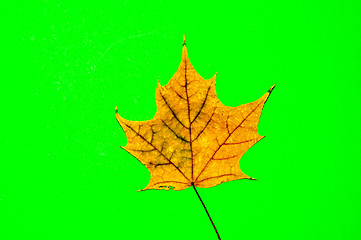 Image showing Autumn leaf 