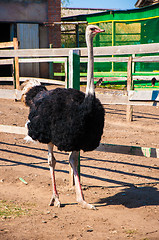 Image showing Black African ostrich