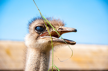 Image showing Black African ostrich