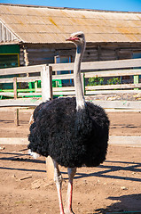 Image showing Black African ostrich