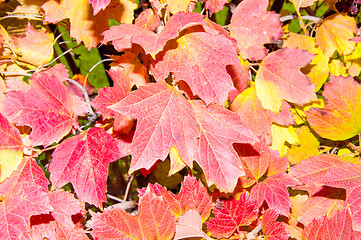 Image showing Autumn leaf.