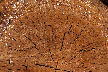 Image showing The texture of the wood slice cruba