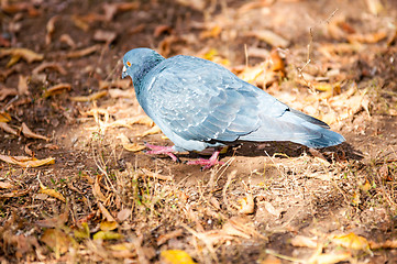 Image showing Rock pigeon 