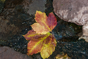 Image showing Autumn leaves in water