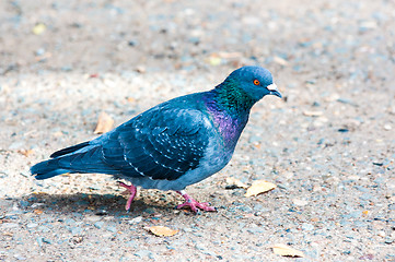 Image showing Rock pigeon 