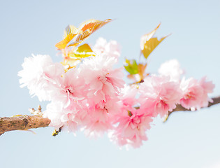 Image showing Japanese pink cherry blossoms, blooming on tree towards light bl