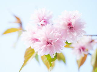 Image showing Japanese pink cherry blossoms, blooming on tree towards light bl