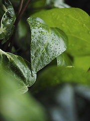 Image showing Green ivy Hedera with glossy leaves