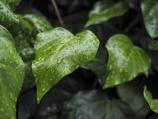 Image showing Green ivy Hedera in the rain