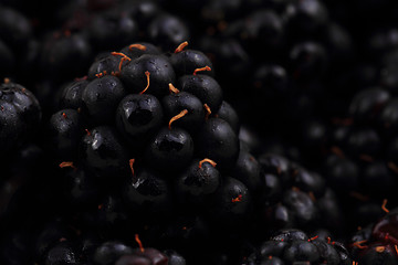 Image showing blackberry background