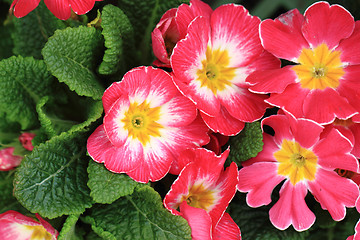 Image showing purple primrose 