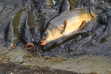 Image showing carp fishes