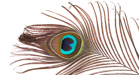 Image showing feather of peacock